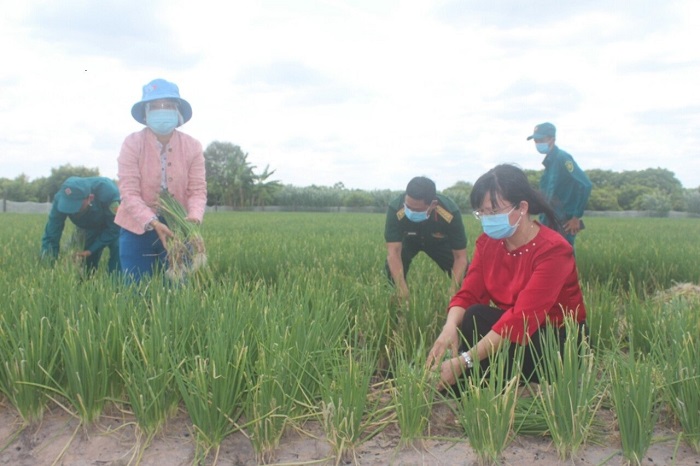 Hội LHPN thị xã Hoà Thành Hỗ trợ nông dân tiêu thụ nông sản